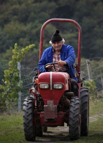 Im Weinberg