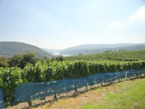 Weinbergwanderung im Herbst