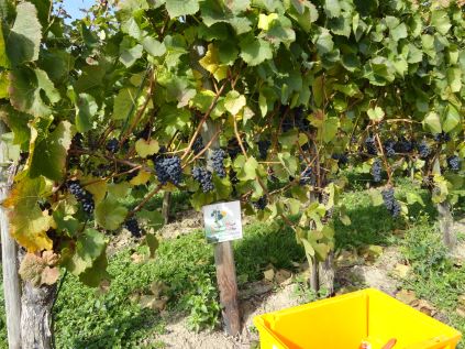 Bei der Weinlese in Bacharach-Steeg