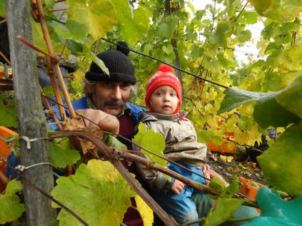 Weinlese