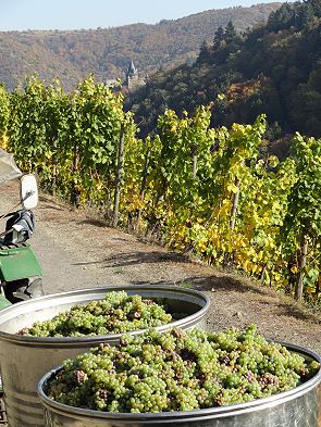 Weinlese in Bacharach-Steeg